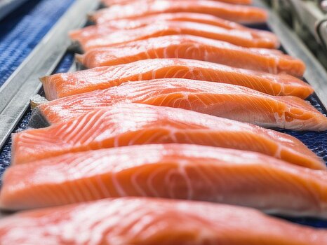 Plusieurs morceaux de saumon alignés sur un tapis, prêts pour une étape de transformation