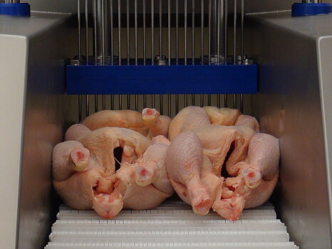 Photo montrant quatre poulet dans un injecteur industriel, au moment où les aiguilles pénètrent la viande pour injecter une solution